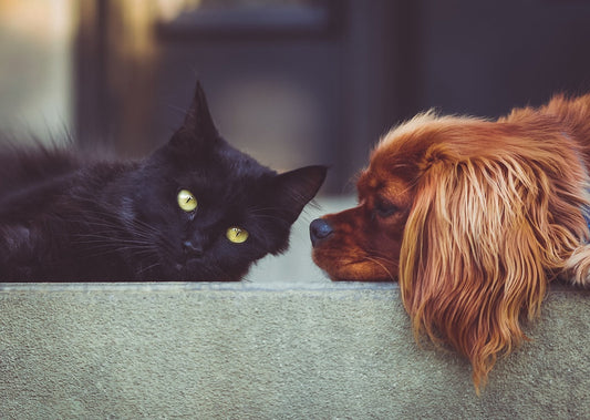 Case Study: Transforming Feeding Routines with a Pet Feeder with Two-Way Audio
