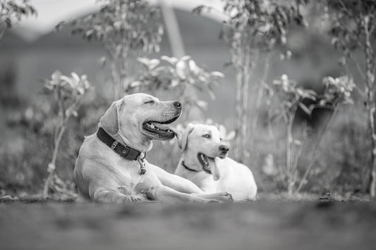 How Smart Alerts Make Pet Hydration Simple—and Why It Matters