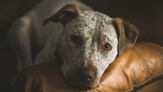 How to Choose the Best Smart Pet Water Fountain with Alerts
