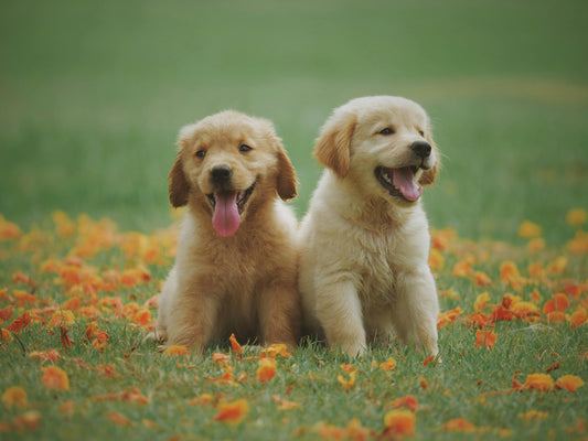 Travel-Friendly Pet Care: Tuning into Your Pet via Wi-Fi Pet Feeder Camera
