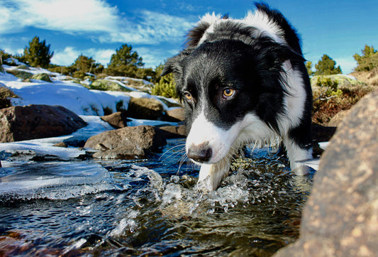 How to Keep Pets Hydrated with a Smart Pet Water Fountain (in 5 Easy Steps)