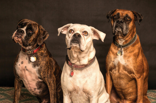 Senior Pets and Smart Feeding: Health Benefits of 2025 Feeders