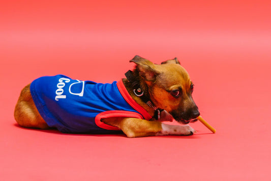 Is a Self-Cooling Pet Pad Worth the Investment? A Cost Breakdown