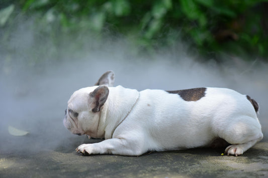 How Smart Alerts Make Pet Hydration Simple—and Why It Matters