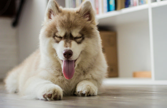 5 Reasons Your Pet Needs a Water Fountain with Smart Alerts