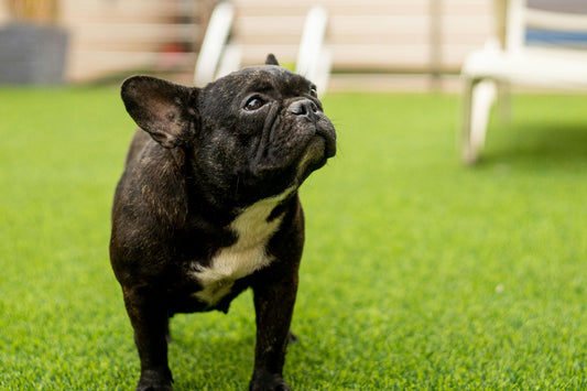 Step-by-Step: Integrating the Best Automatic Feeder for Pets into Your Smart Home