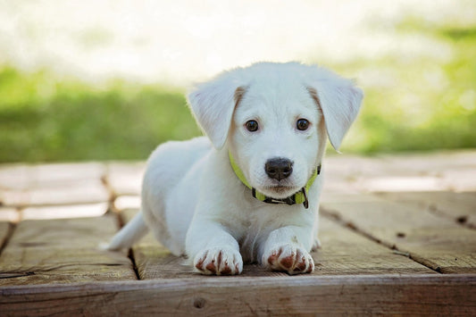 How to Introduce a Cooling Mat to Hesitant Pets
