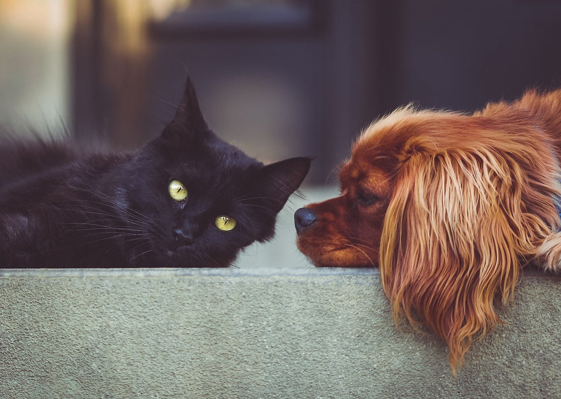 Case Study: Transforming Feeding Routines with a Pet Feeder with Two-Way Audio