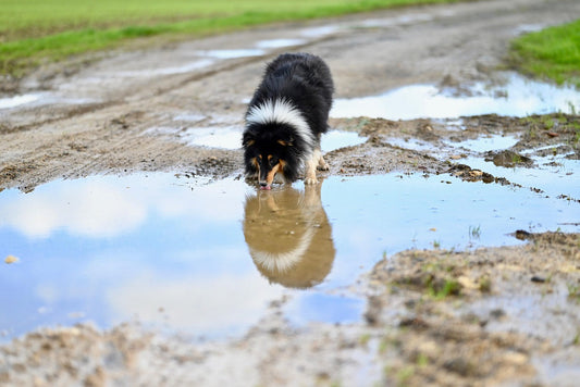 Smart Pet Water Fountain vs. Traditional Bowls: Which Is Right for You?