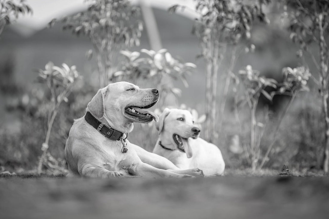 How Smart Alerts Make Pet Hydration Simple—and Why It Matters