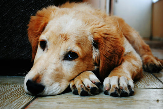 Hot Dog Safety: Warning Signs &amp; How a Cooling Mat Can Help
