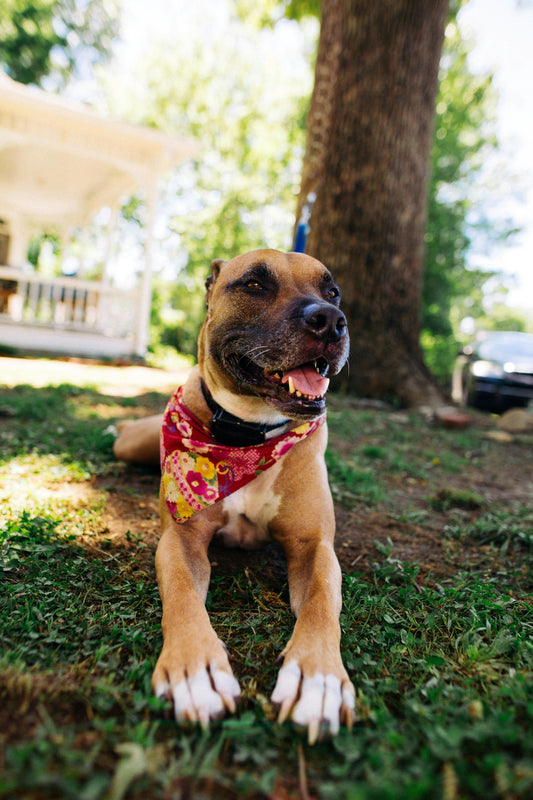 How to Introduce a Cooling Mat to Hesitant Pets